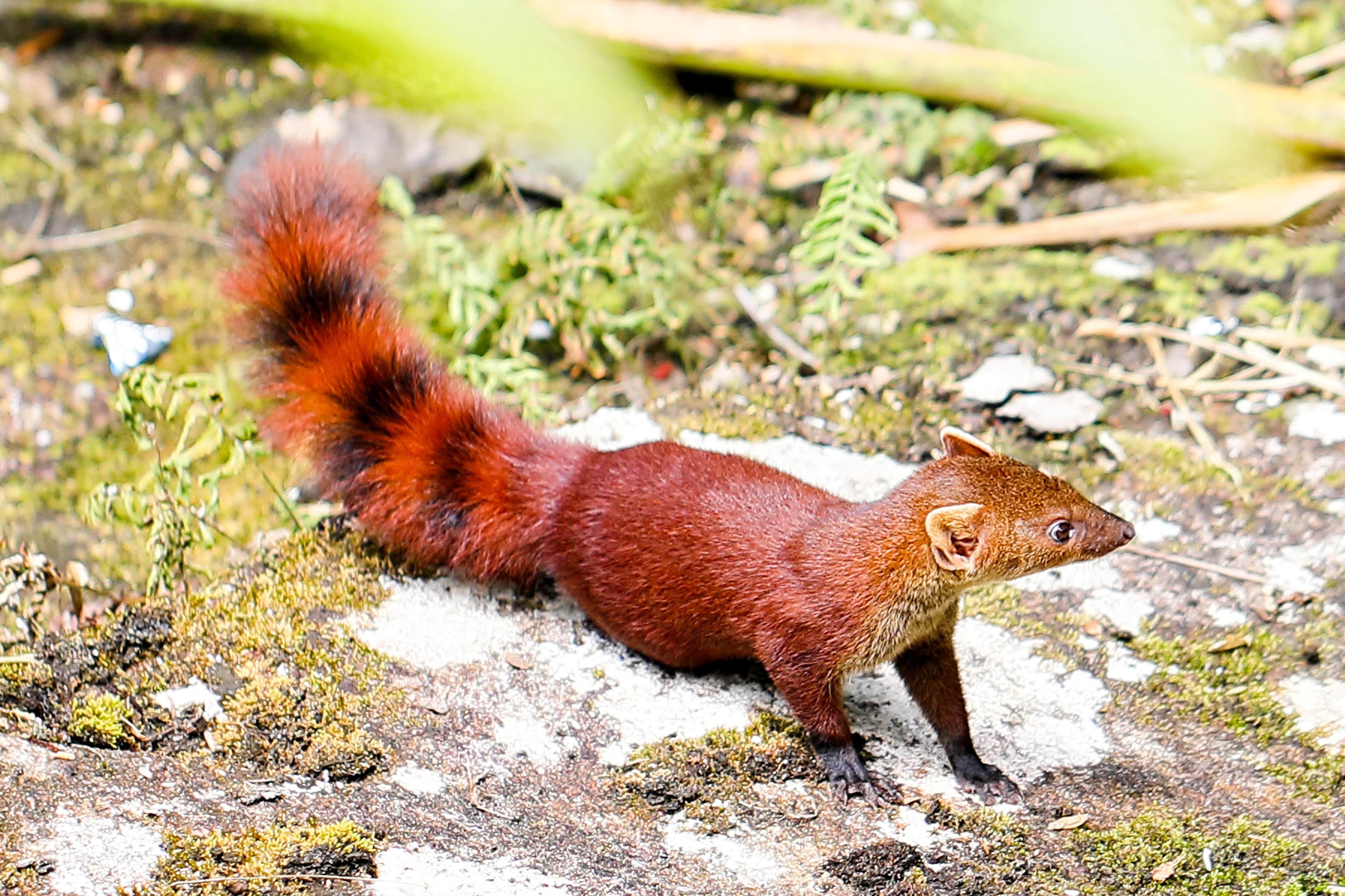 https://parcs-madagascar.com/wp-content/uploads/2025/04/40021512645_b1156e9c55_o-min.jpg