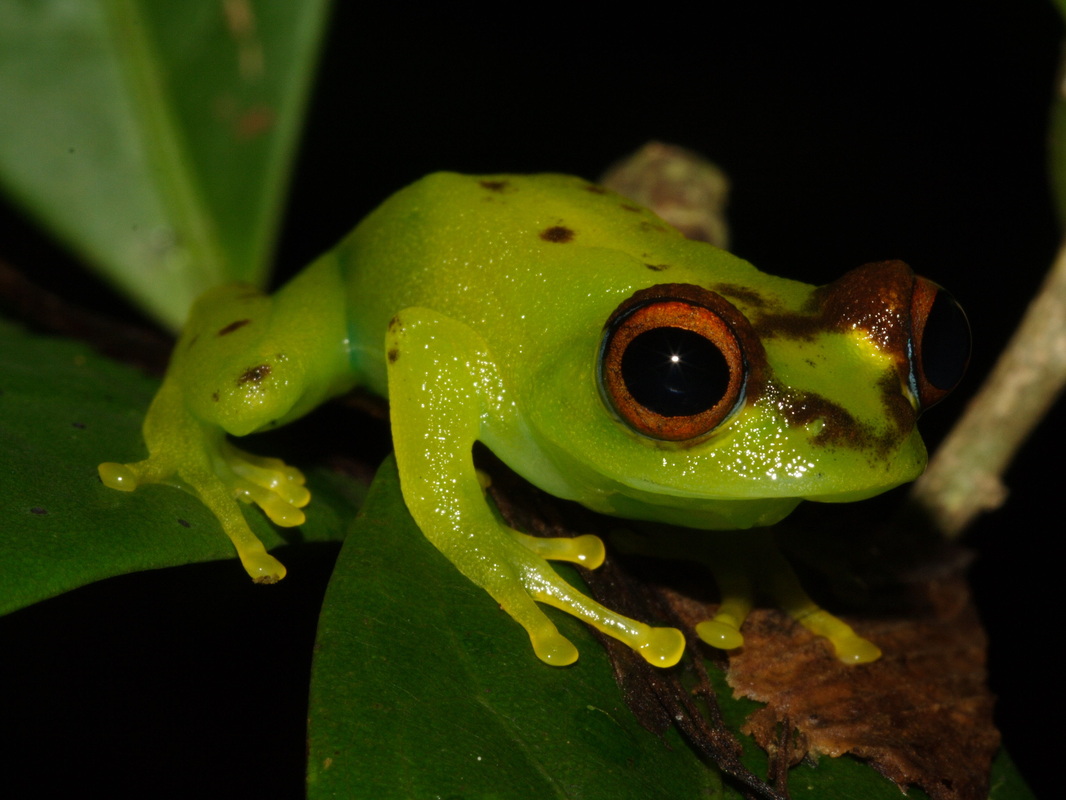 https://parcs-madagascar.com/wp-content/uploads/2025/04/5349258_orig-1.jpg