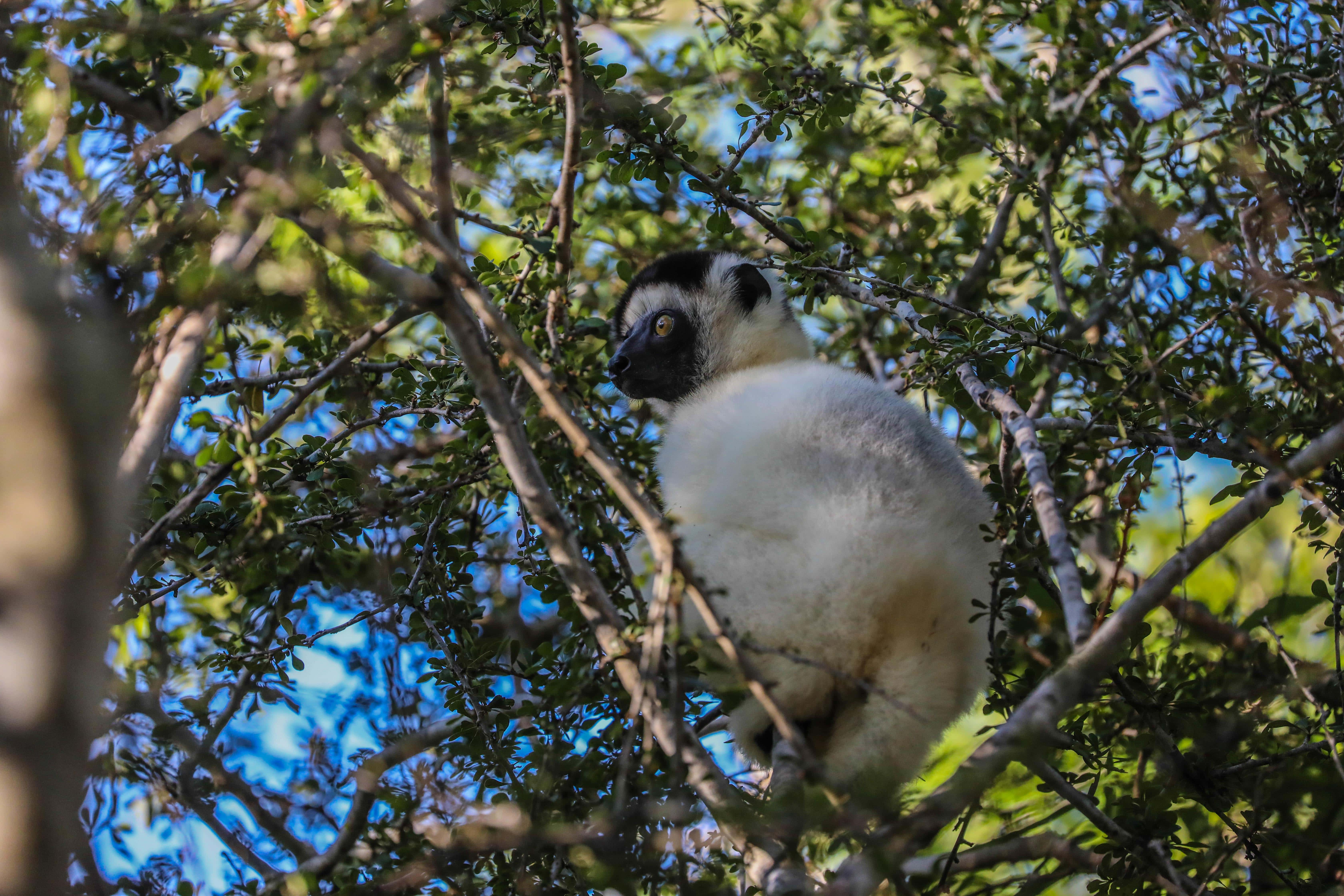 https://parcs-madagascar.com/wp-content/uploads/2025/04/592B0946-min.jpg