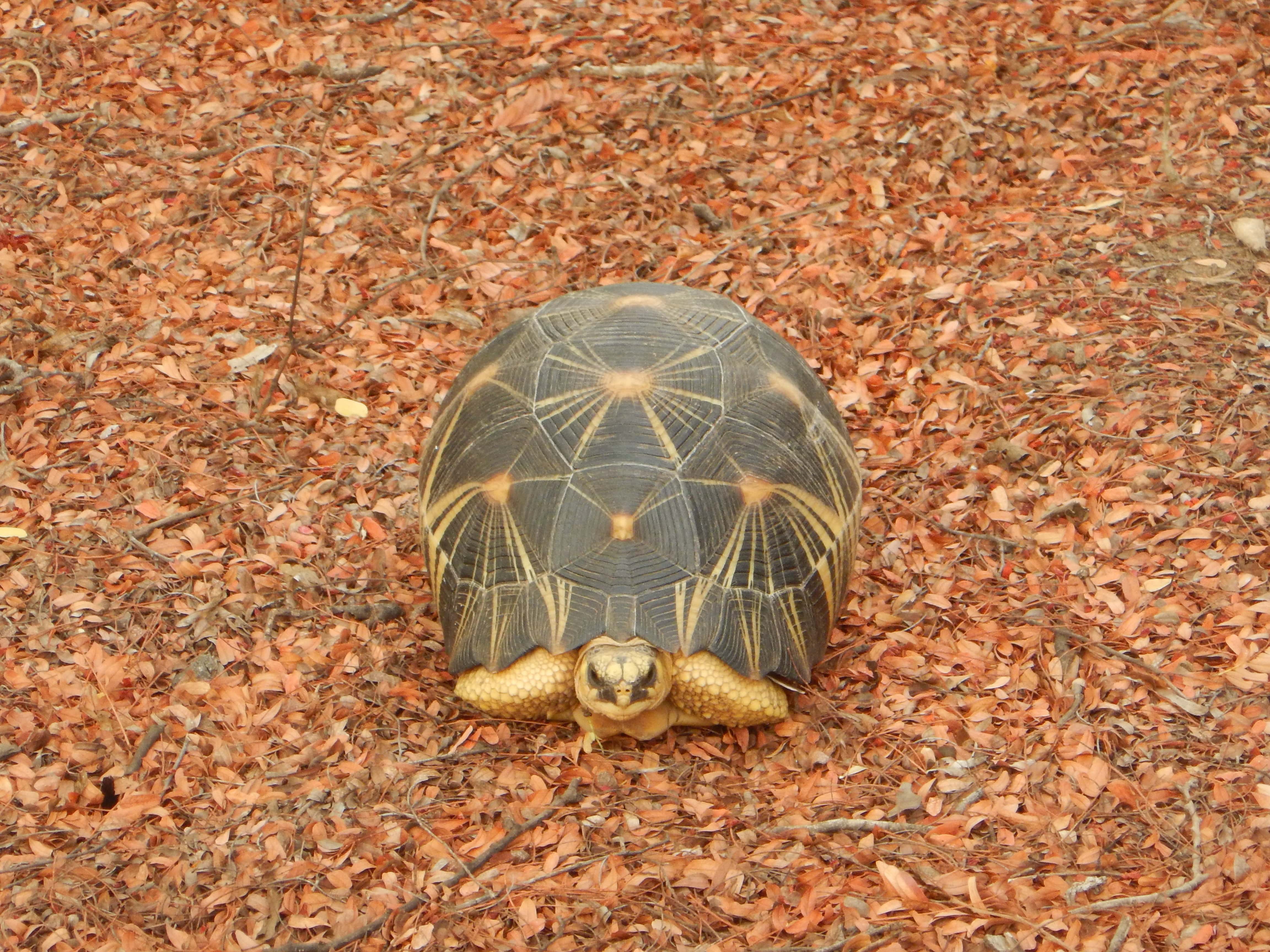 https://parcs-madagascar.com/wp-content/uploads/2025/04/Astrochelis-radiata-min.jpg
