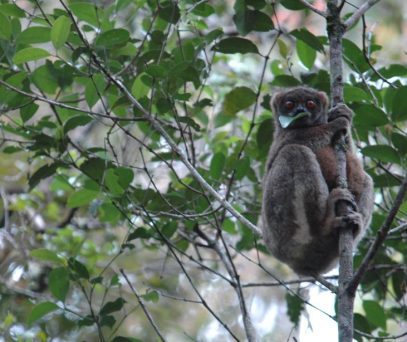 https://parcs-madagascar.com/wp-content/uploads/2025/04/Avahi-laniger-1-407x342.jpg