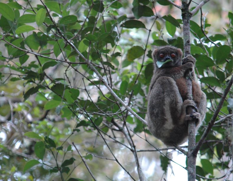 https://parcs-madagascar.com/wp-content/uploads/2025/04/Avahi-laniger-2.jpg