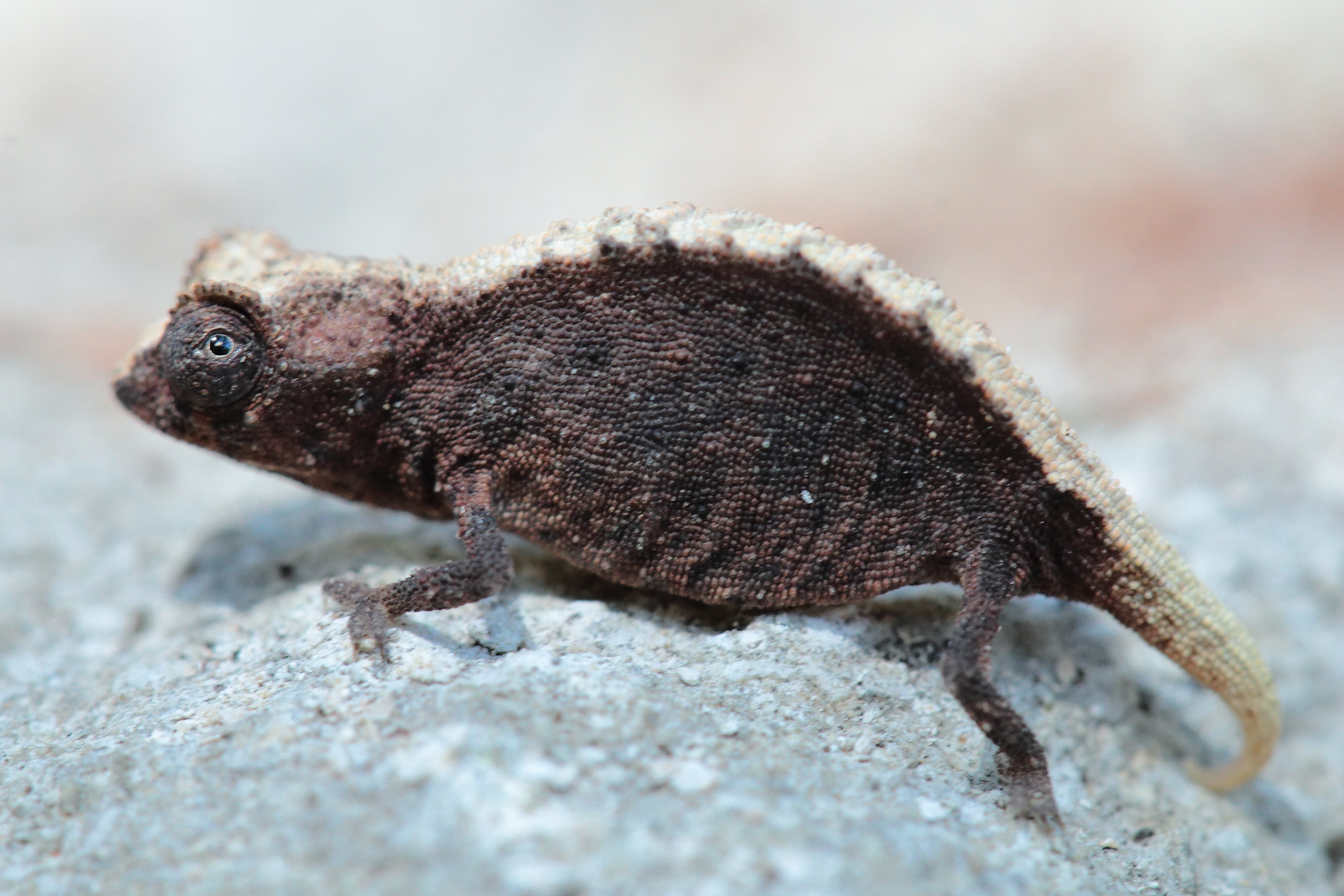 https://parcs-madagascar.com/wp-content/uploads/2025/04/Brookesia-micra_copyright-Tony-min.jpg