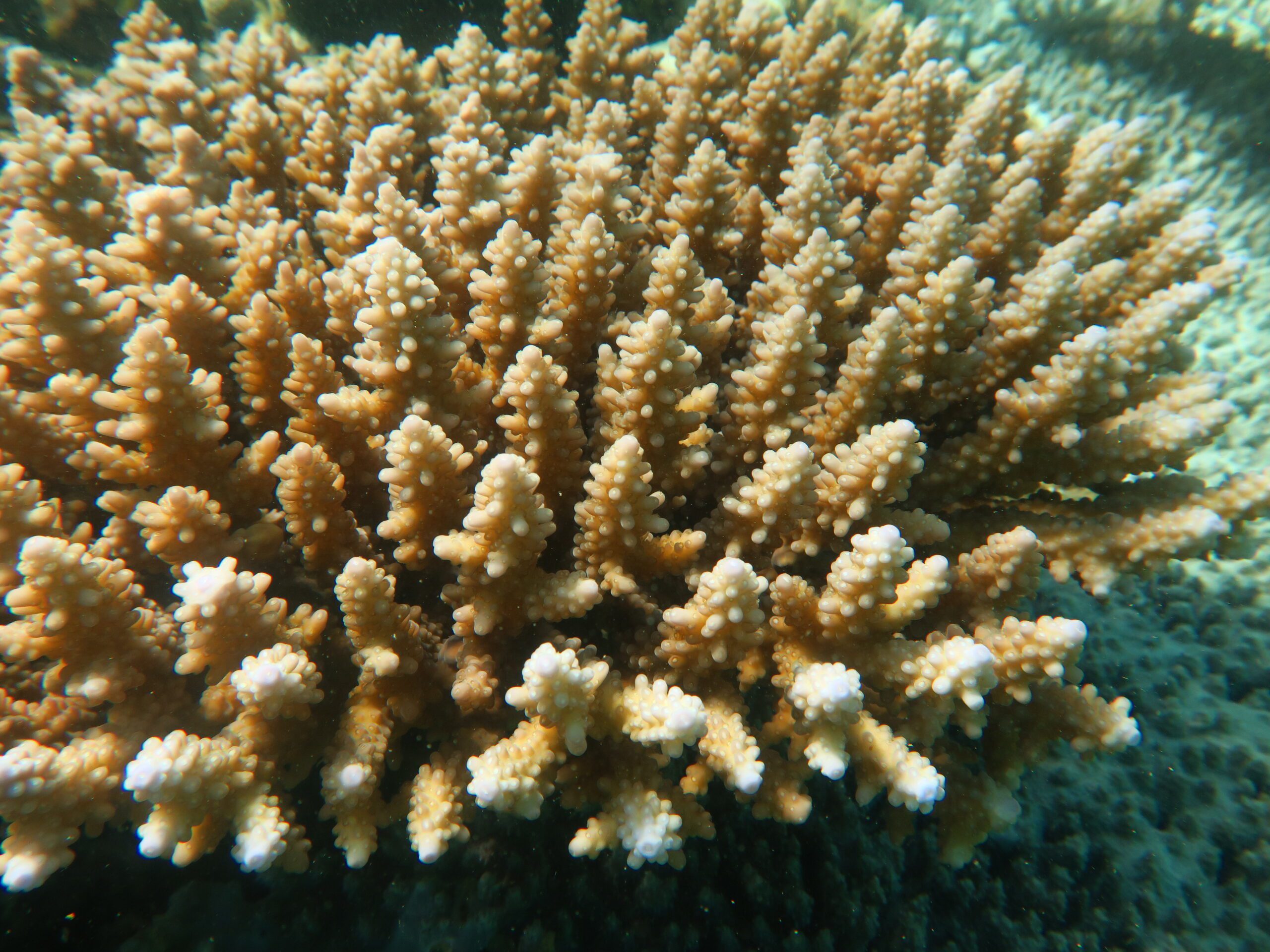https://parcs-madagascar.com/wp-content/uploads/2025/04/Corail-scaled.jpg