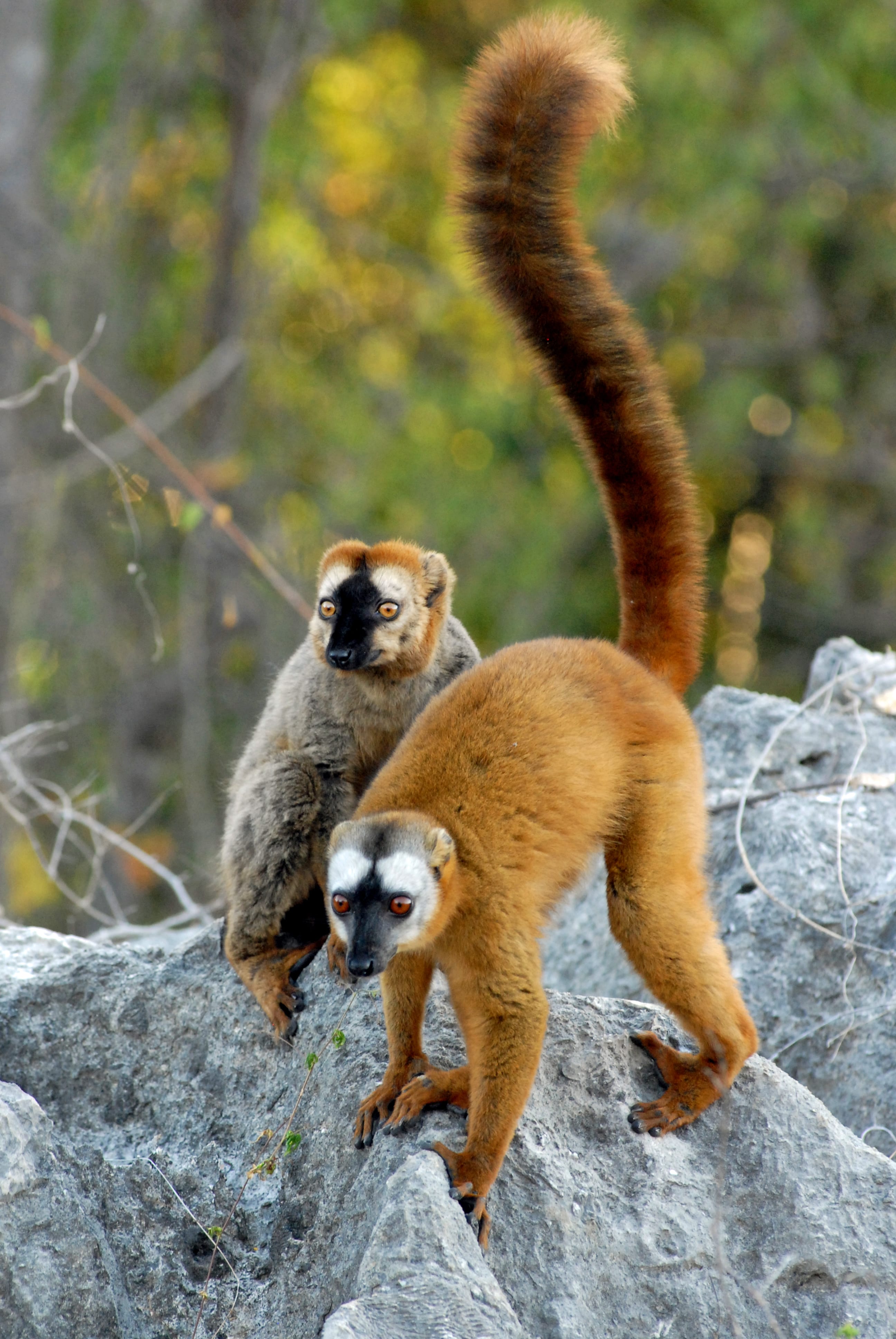 https://parcs-madagascar.com/wp-content/uploads/2025/04/DSC_0077-min.jpg