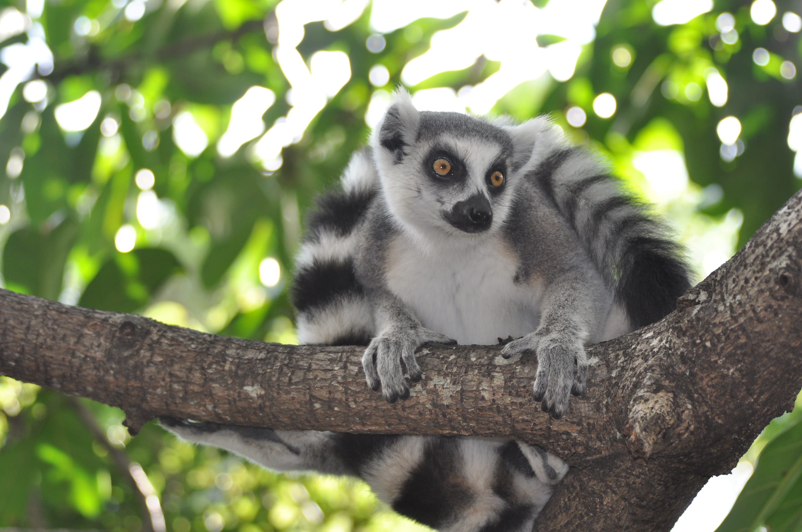 https://parcs-madagascar.com/wp-content/uploads/2025/04/DSC_0127-min.jpg