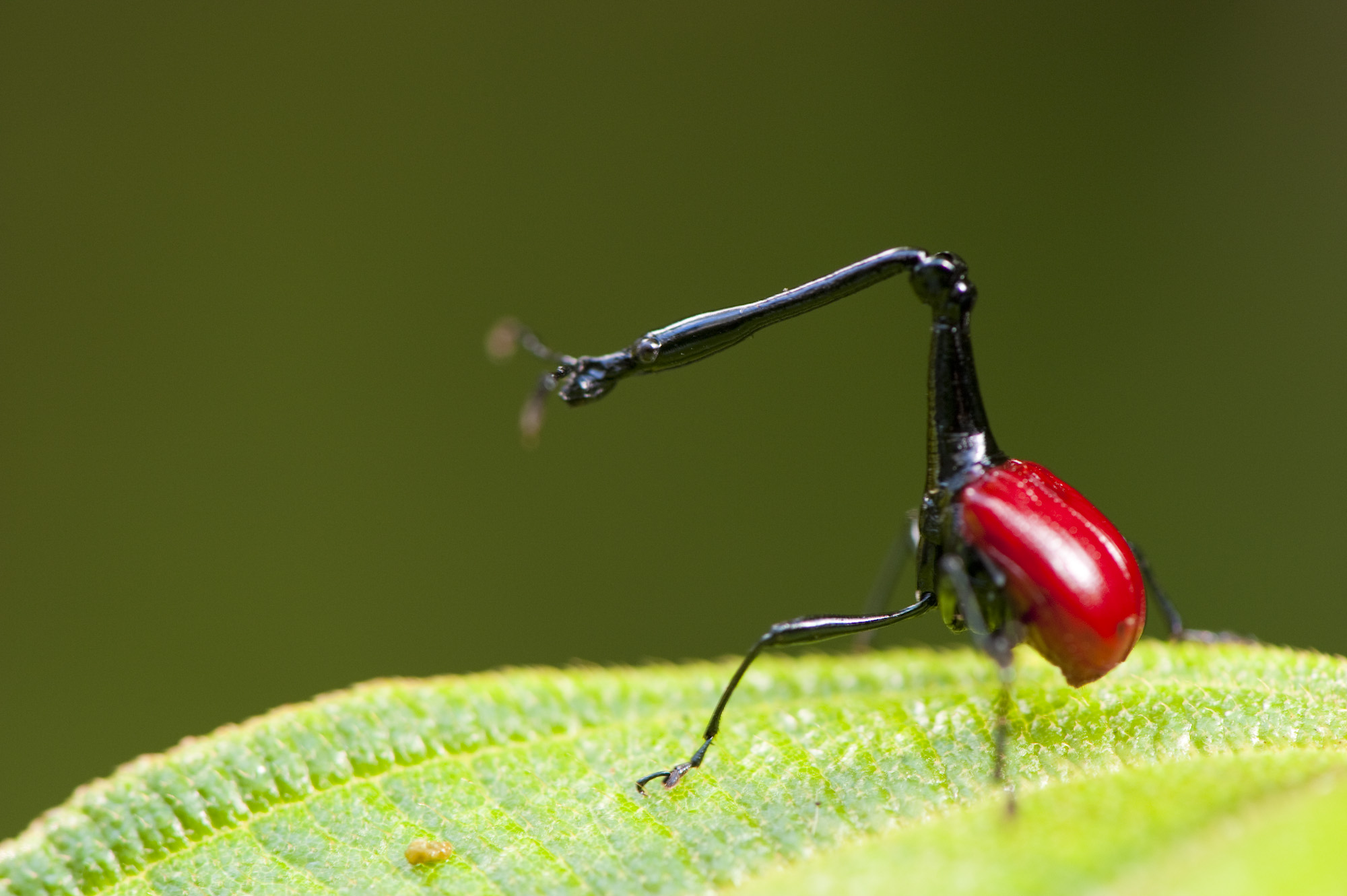 https://parcs-madagascar.com/wp-content/uploads/2025/04/IRR_20100605_025.jpg
