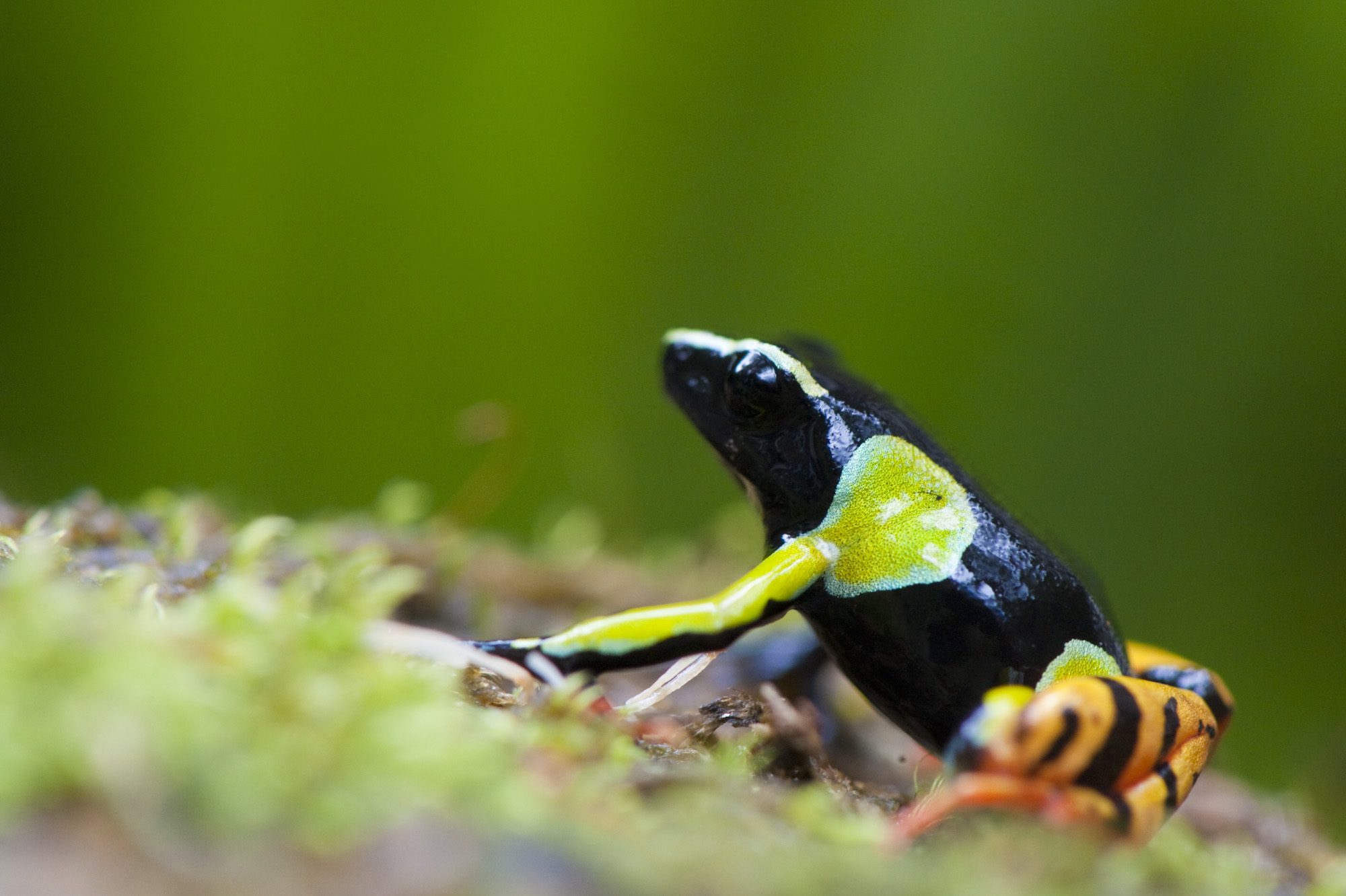 https://parcs-madagascar.com/wp-content/uploads/2025/04/IRR_20100605_059.jpg