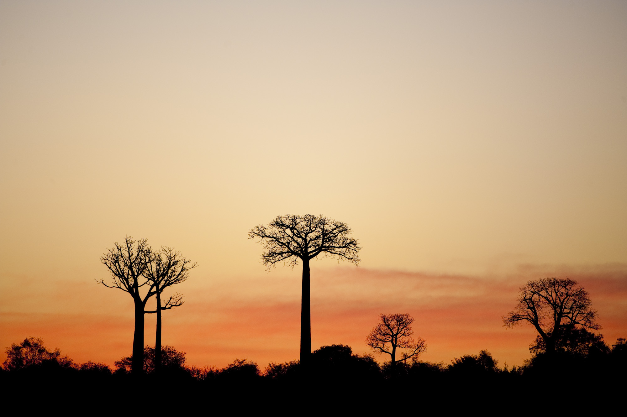 https://parcs-madagascar.com/wp-content/uploads/2025/04/IRR_20100606_105.jpg