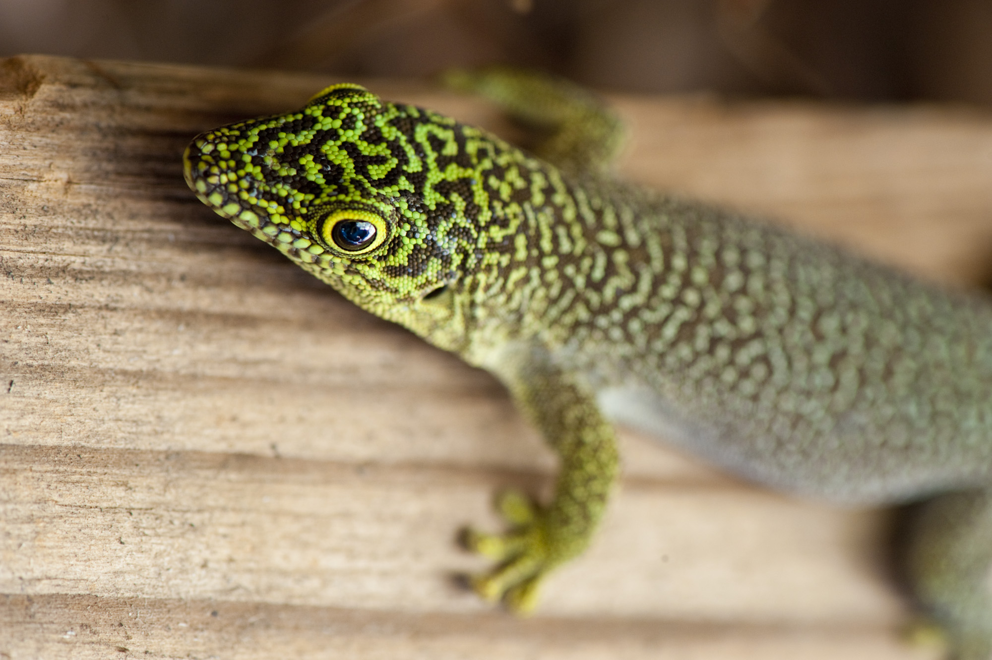 https://parcs-madagascar.com/wp-content/uploads/2025/04/IRR_20100607_012.jpg