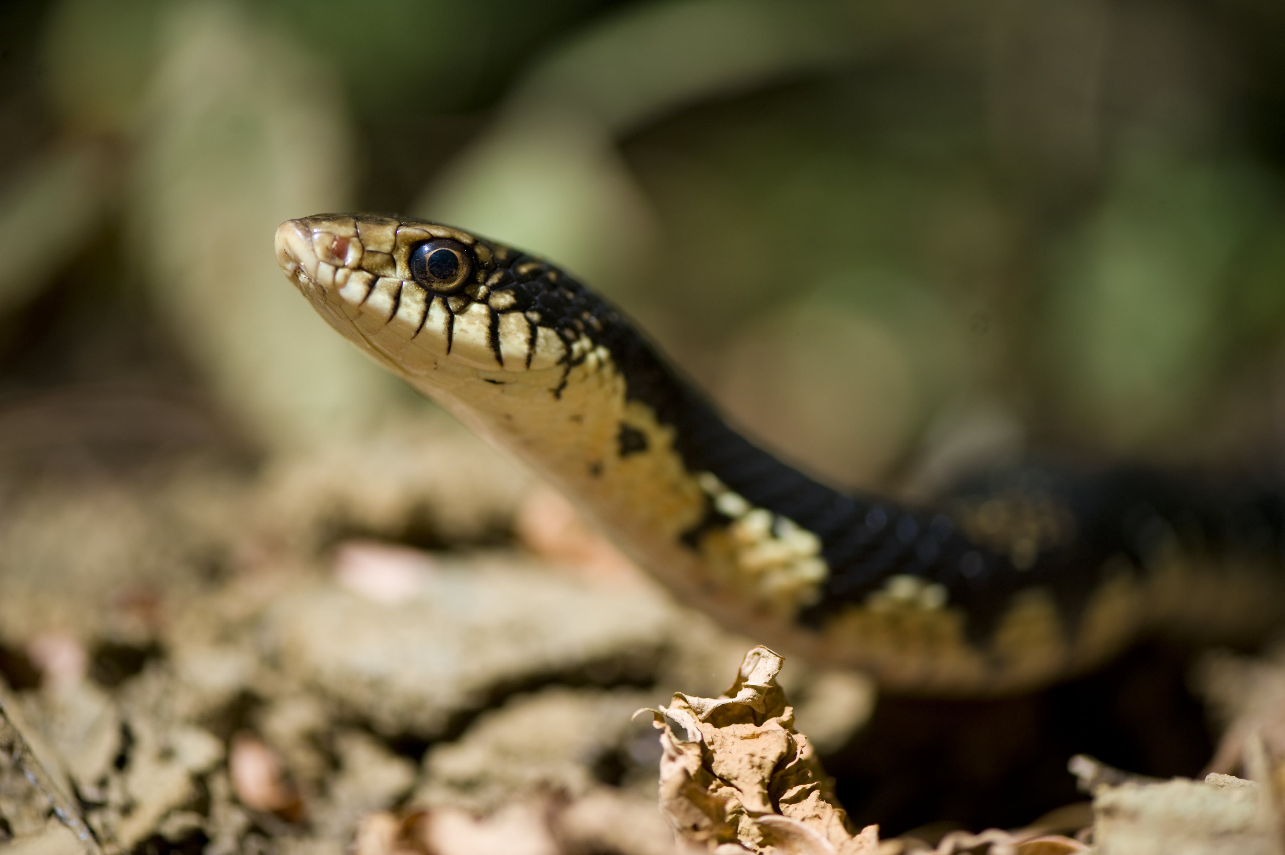 https://parcs-madagascar.com/wp-content/uploads/2025/04/Inaki-Relanzon-photosfera.com-Ankarana-010-min.jpg