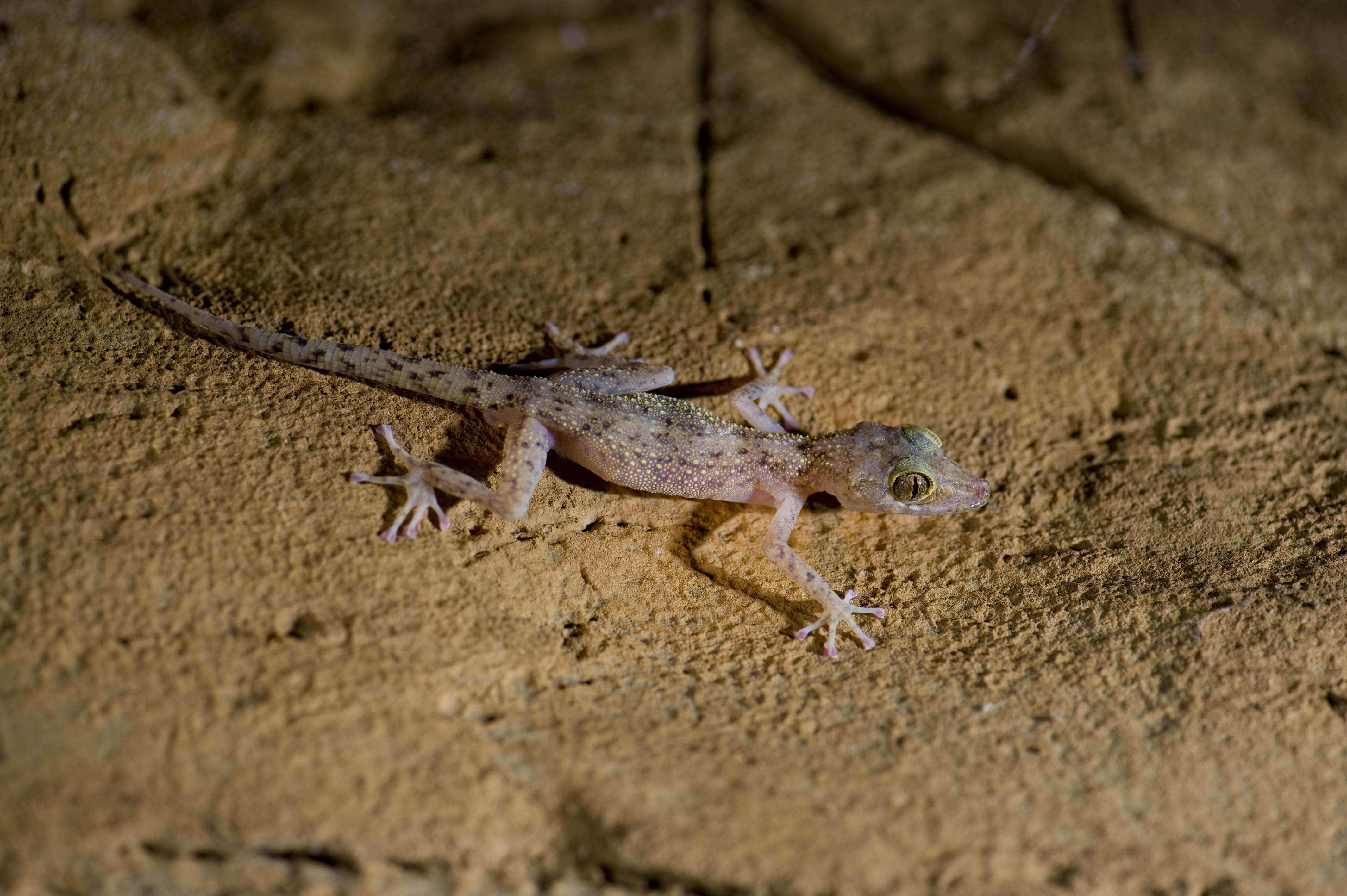 https://parcs-madagascar.com/wp-content/uploads/2025/04/Inaki-Relanzon-photosfera.com-Ankarana-011-min.jpg