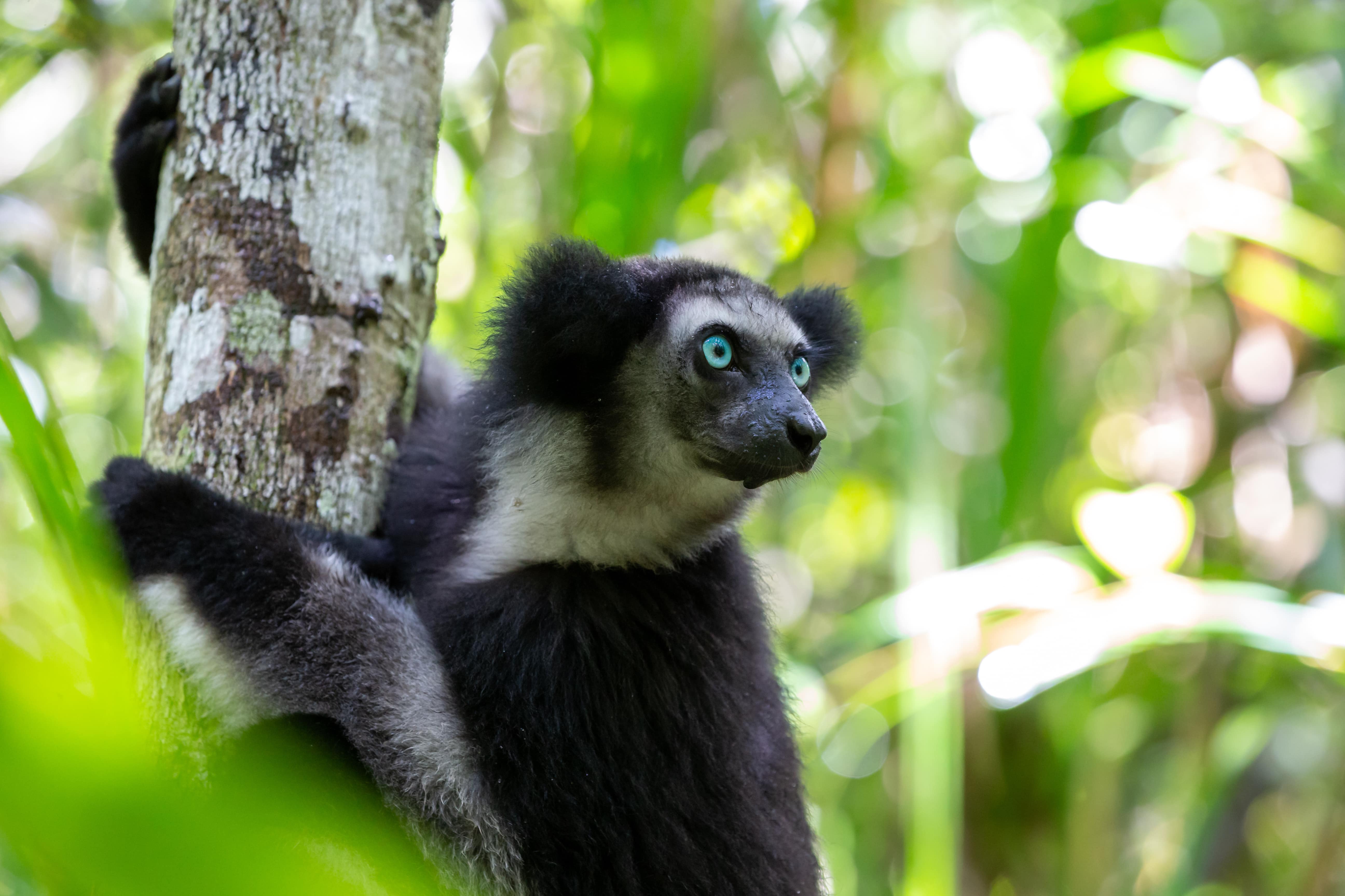 https://parcs-madagascar.com/wp-content/uploads/2025/04/Indri-1-min-1.jpeg