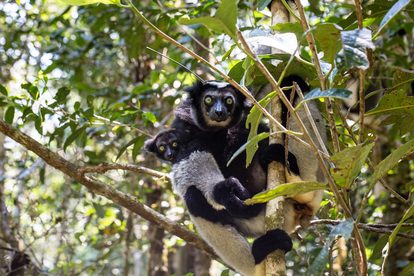 https://parcs-madagascar.com/wp-content/uploads/2025/04/Mananara-Nord-lemur.jpg