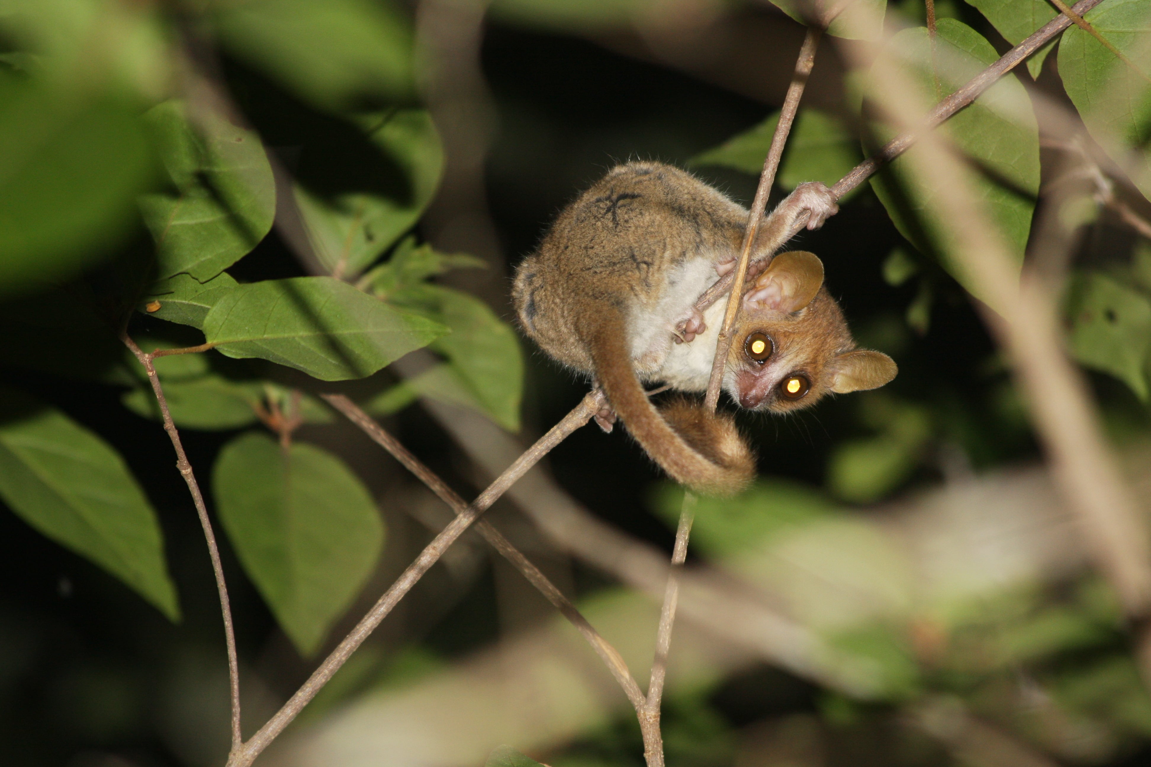 https://parcs-madagascar.com/wp-content/uploads/2025/04/Microcebus-murinus-min.jpg