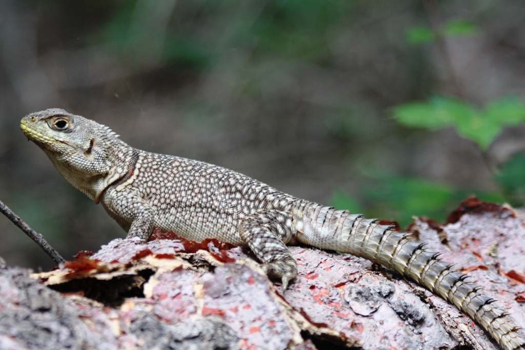 https://parcs-madagascar.com/wp-content/uploads/2025/04/Oplurus-cuvieri1.jpg