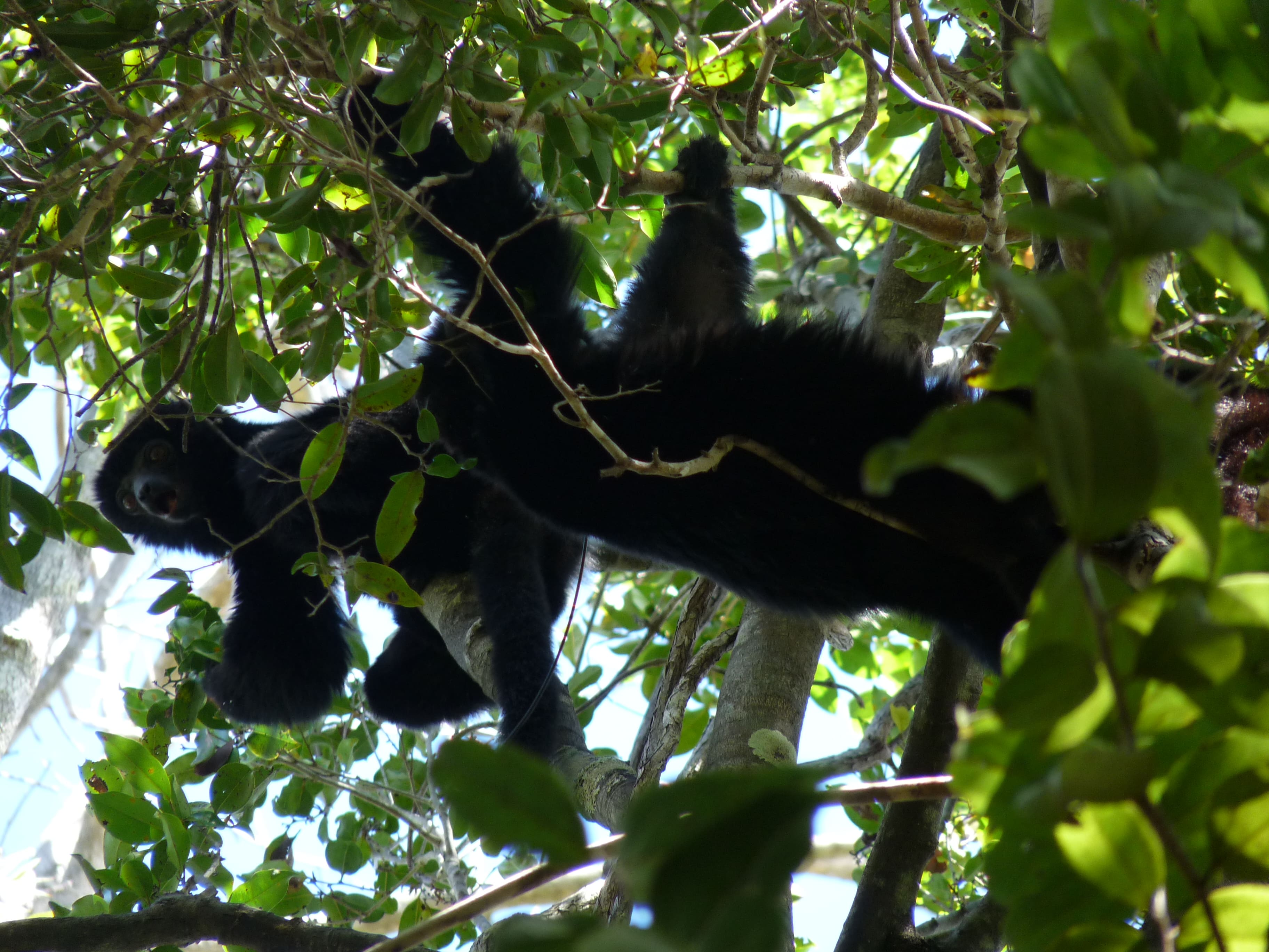 https://parcs-madagascar.com/wp-content/uploads/2025/04/P1000667-min.jpg