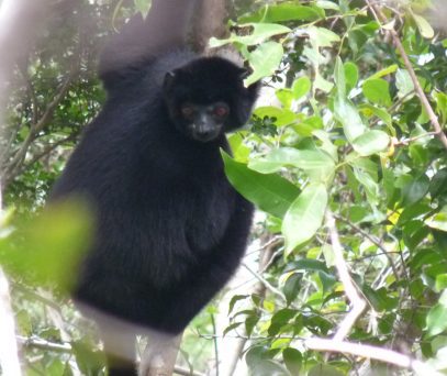 https://parcs-madagascar.com/wp-content/uploads/2025/04/P1000750-407x342.jpg