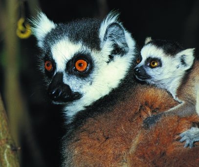 https://parcs-madagascar.com/wp-content/uploads/2025/04/PN-Andohahela-Lemurcatta-min-407x342.jpg