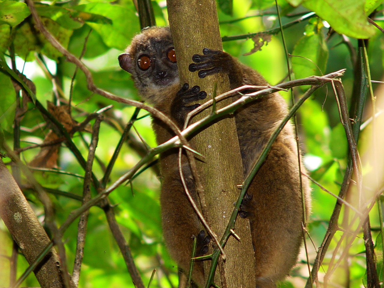 https://parcs-madagascar.com/wp-content/uploads/2025/04/Photo-164.jpg