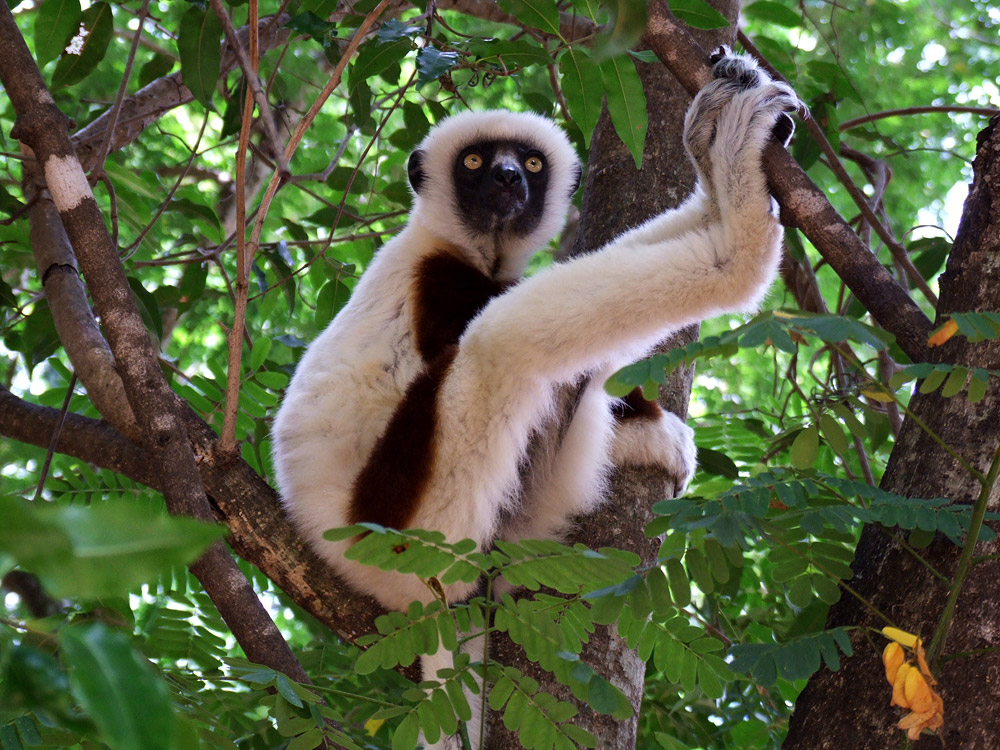 https://parcs-madagascar.com/wp-content/uploads/2025/04/Propithecus-coquereli-SIFAKA.jpg