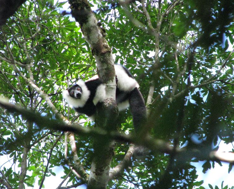 https://parcs-madagascar.com/wp-content/uploads/2025/04/Varecia-variegata.jpg