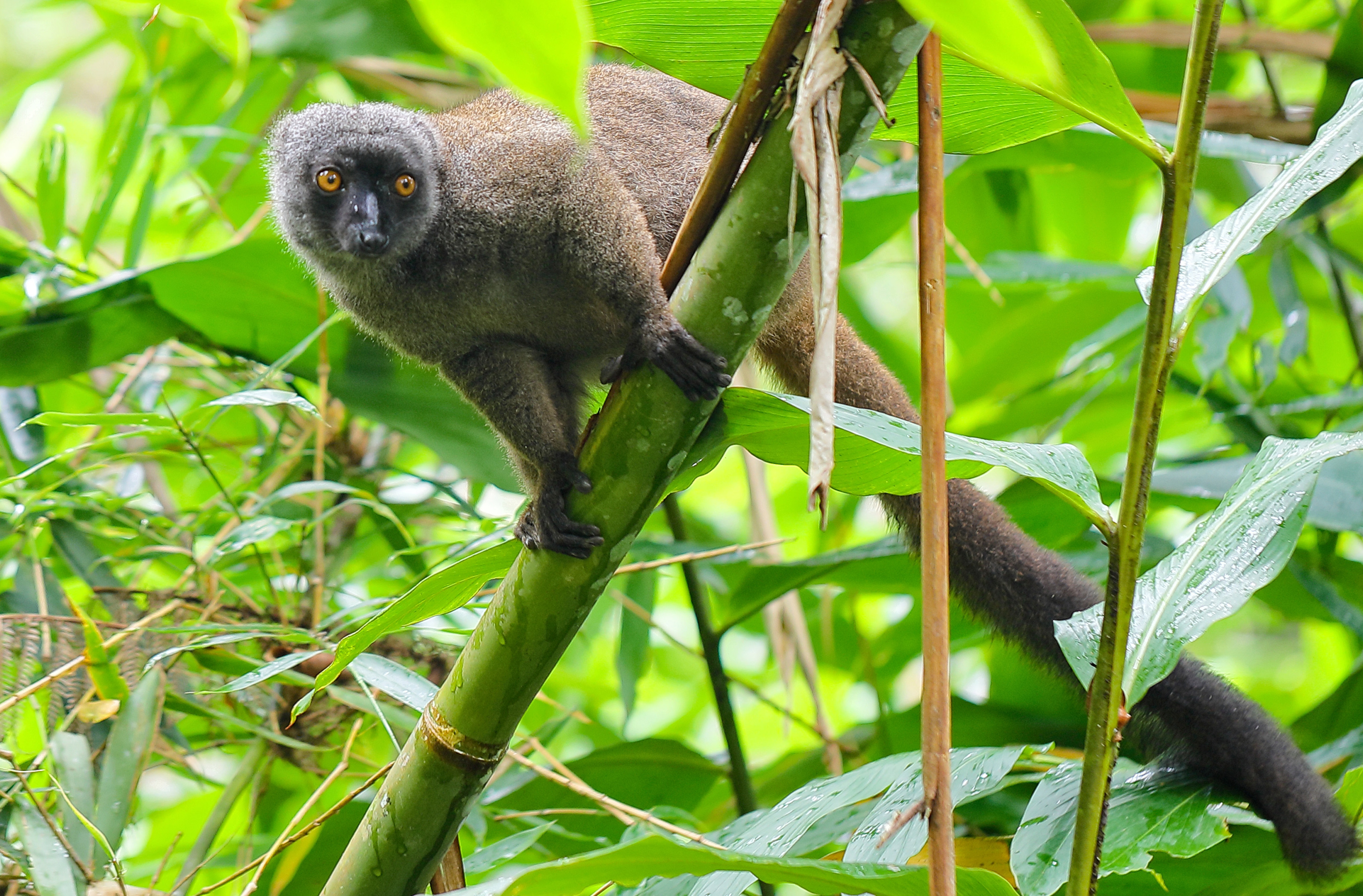 https://parcs-madagascar.com/wp-content/uploads/2025/04/bokombolo.jpg