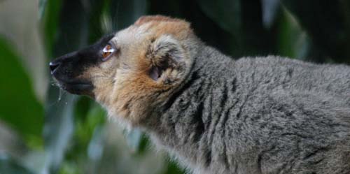 https://parcs-madagascar.com/wp-content/uploads/2025/04/brown-lemur.jpg