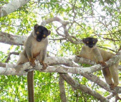 https://parcs-madagascar.com/wp-content/uploads/2025/04/brownlimur-min-407x342.jpg