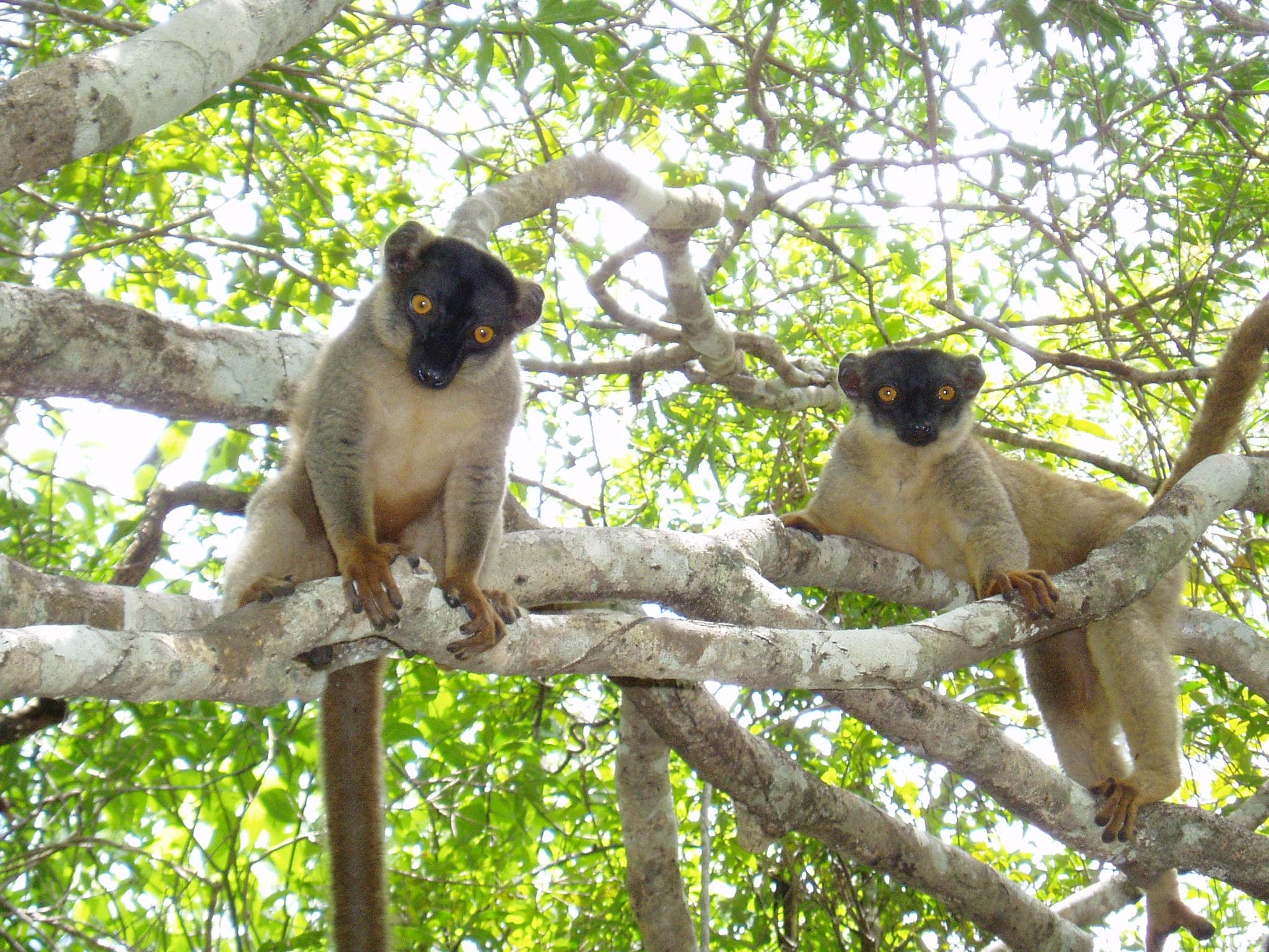 https://parcs-madagascar.com/wp-content/uploads/2025/04/brownlimur-min.jpg