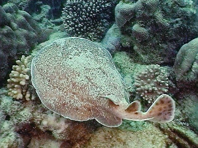 https://parcs-madagascar.com/wp-content/uploads/2025/04/cluster-527101-min.jpg