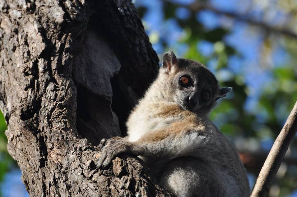 https://parcs-madagascar.com/wp-content/uploads/2025/04/croqueurs-de-monde3.jpg