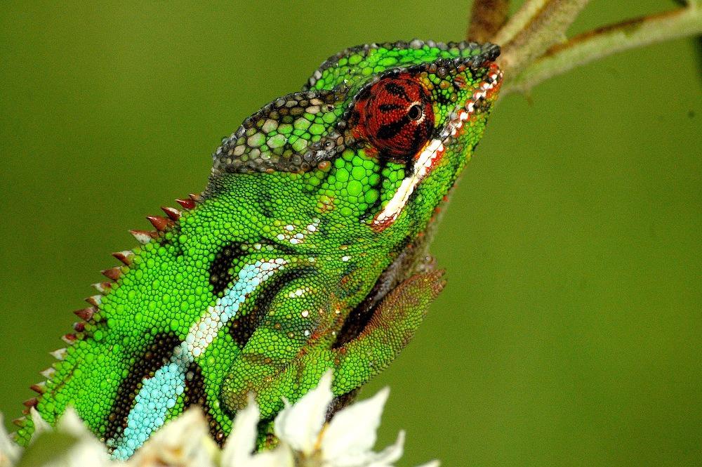 https://parcs-madagascar.com/wp-content/uploads/2025/04/detours_madagascar_montagne_d_ambre-MAX-w1024h720-1.jpg