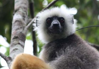 https://parcs-madagascar.com/wp-content/uploads/2025/04/diademed-sifaka-407x284.jpg