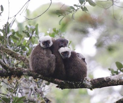 https://parcs-madagascar.com/wp-content/uploads/2025/04/fb1-407x342.jpg