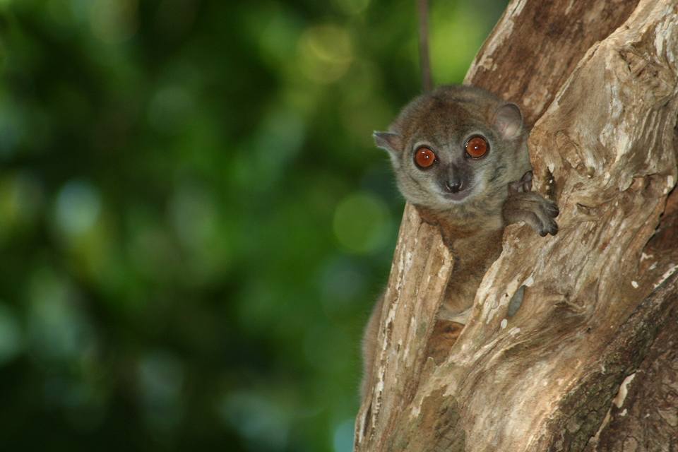 https://parcs-madagascar.com/wp-content/uploads/2025/04/fb2-1.jpg