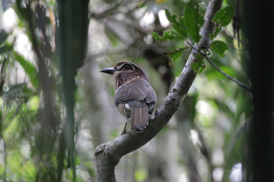 https://parcs-madagascar.com/wp-content/uploads/2025/04/fb4-Patrick-Ross.jpg
