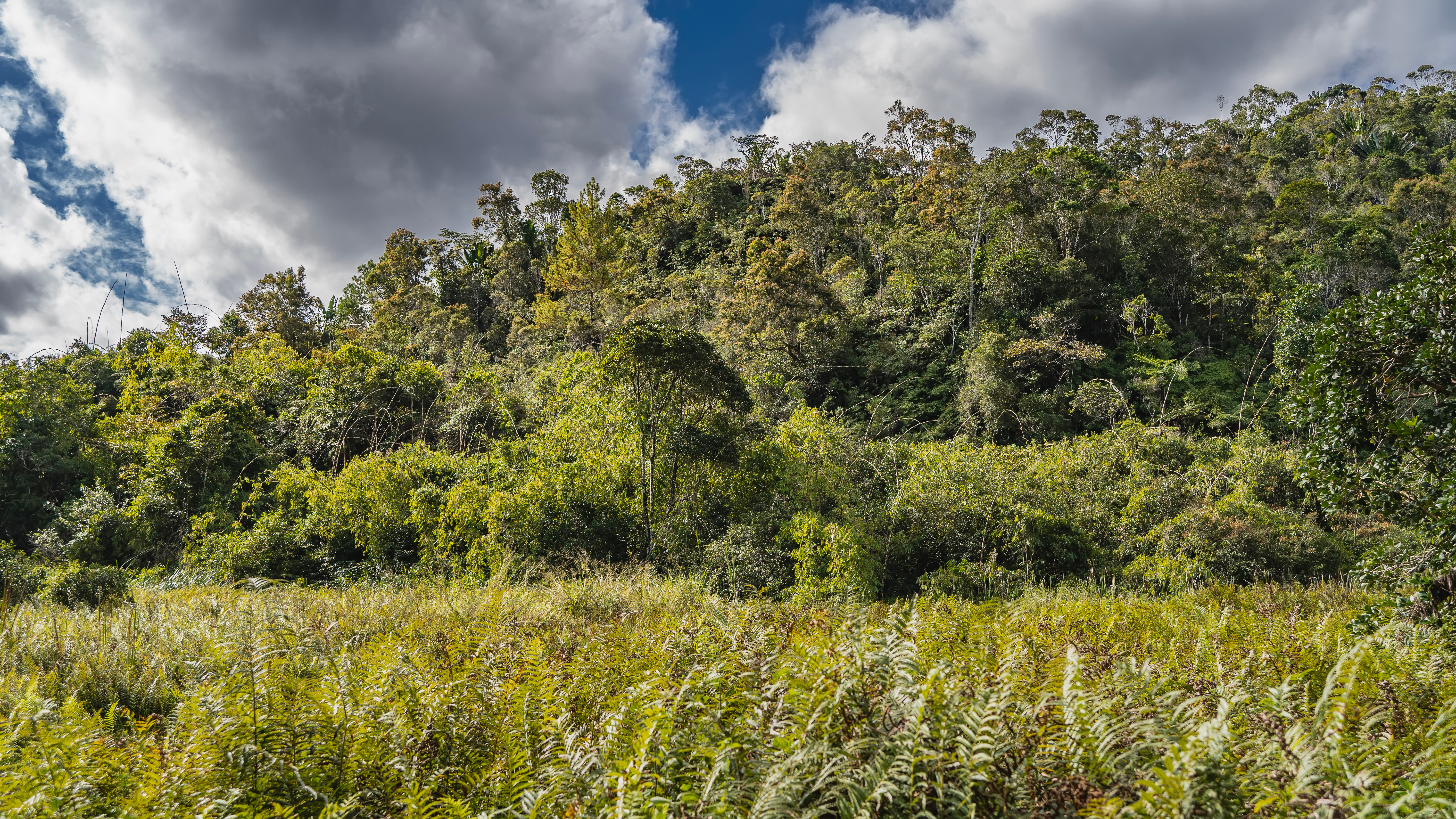 https://parcs-madagascar.com/wp-content/uploads/2025/04/forest.jpeg