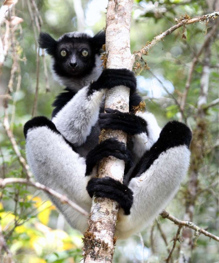 https://parcs-madagascar.com/wp-content/uploads/2025/04/indri.jpg