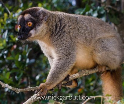 https://parcs-madagascar.com/wp-content/uploads/2025/04/lemur-brown-407x342.jpg