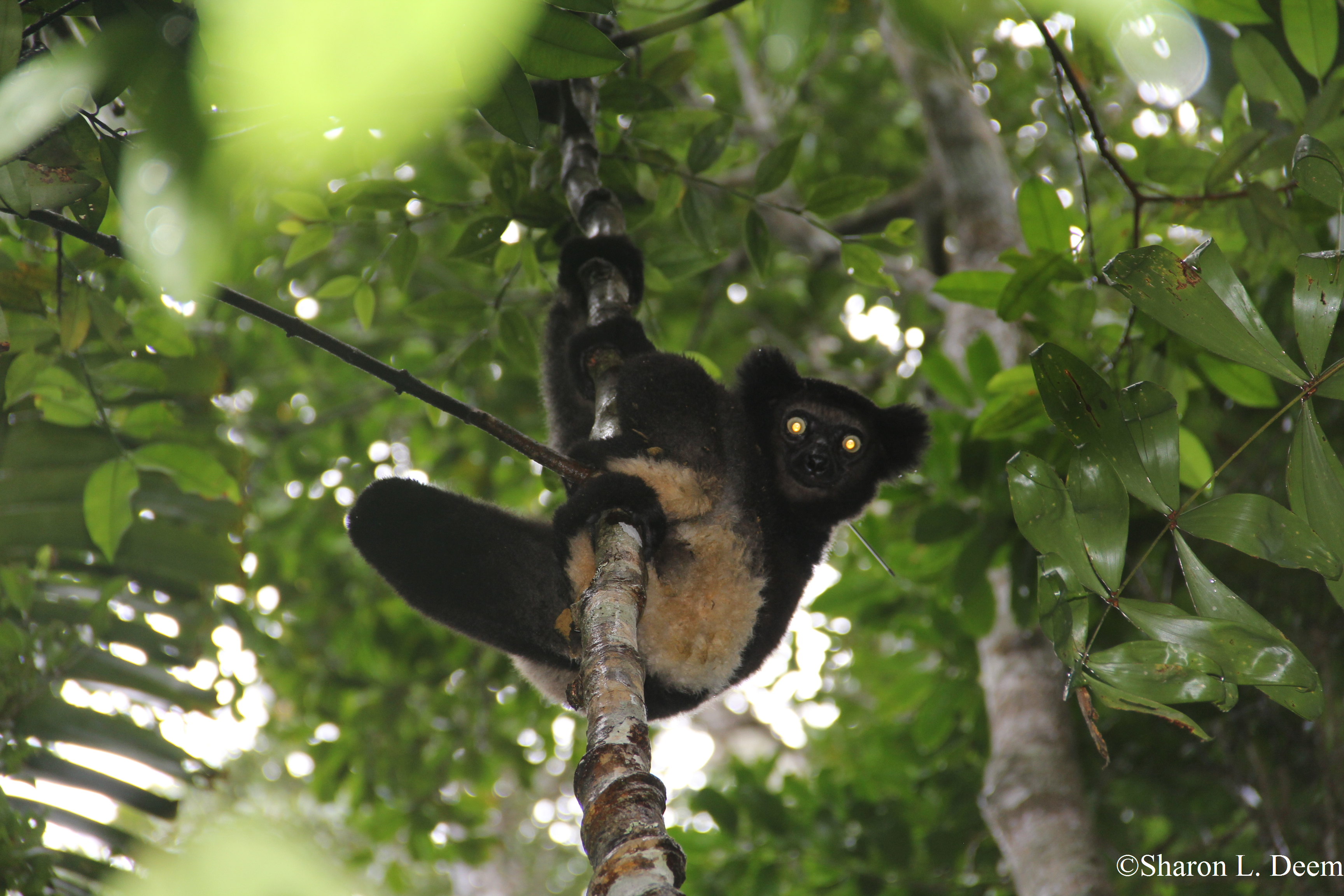 https://parcs-madagascar.com/wp-content/uploads/2025/04/madagascar9.png