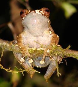 https://parcs-madagascar.com/wp-content/uploads/2025/04/manongarivo1.jpg