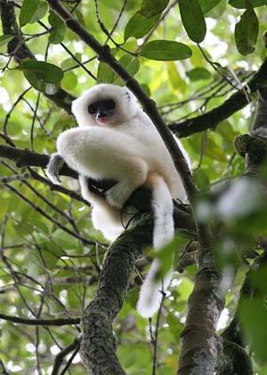 https://parcs-madagascar.com/wp-content/uploads/2025/04/manongarivo2.jpg
