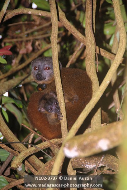https://parcs-madagascar.com/wp-content/uploads/2025/04/n102-3737.jpg