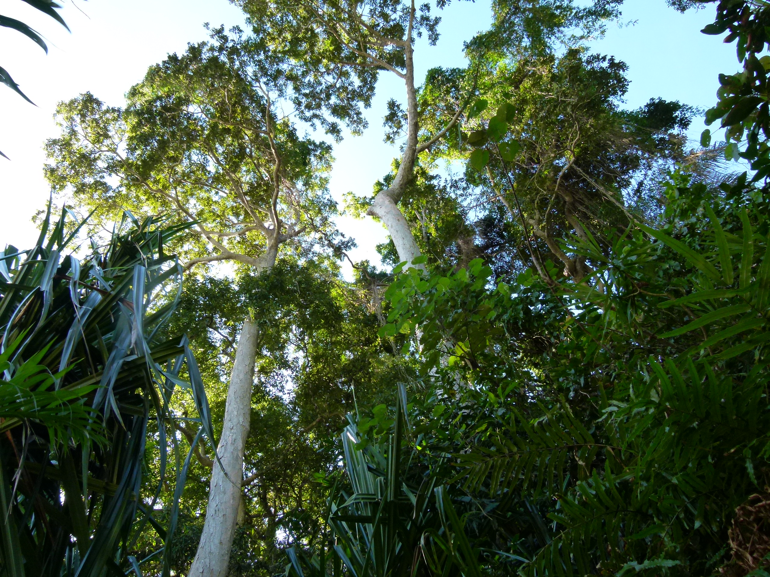 https://parcs-madagascar.com/wp-content/uploads/2025/04/paysage-forestier.jpg