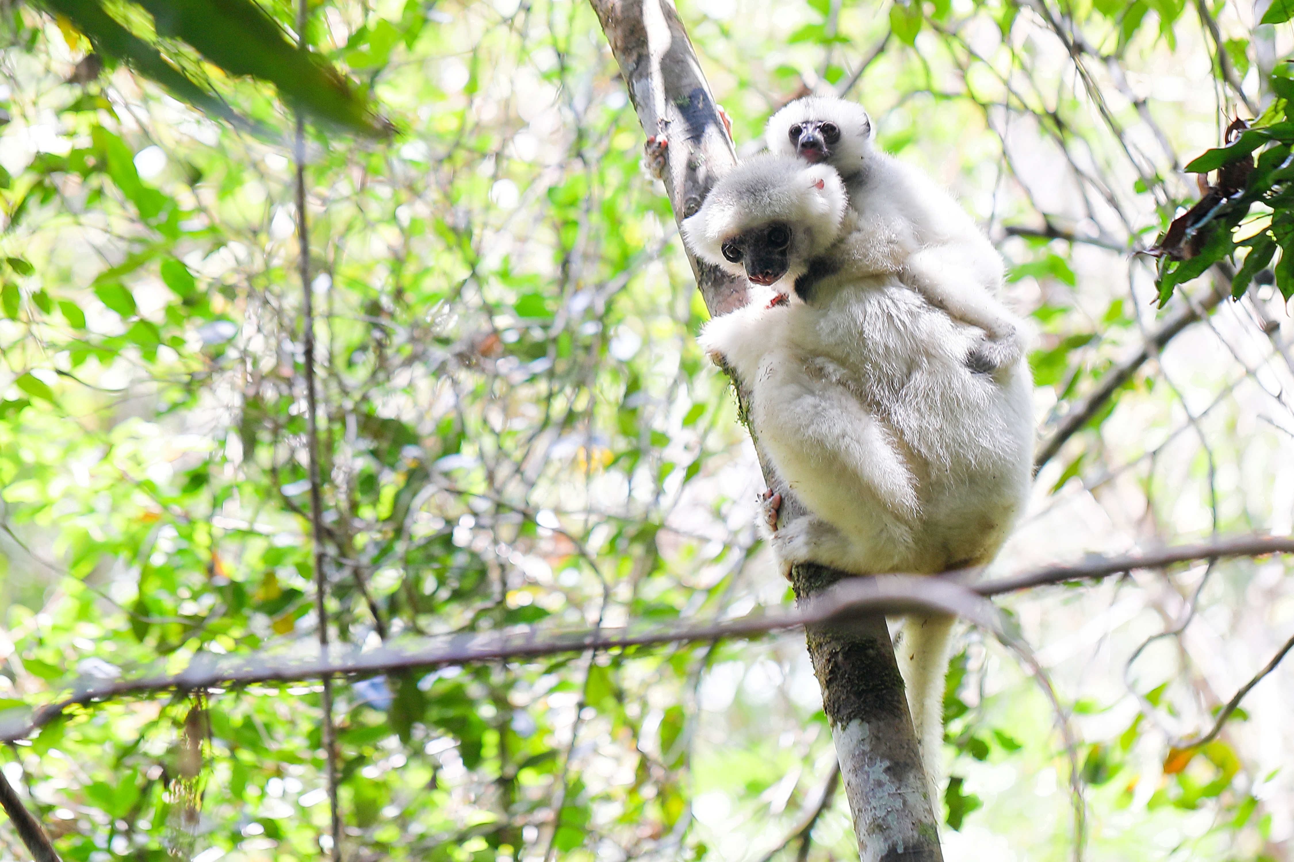 https://parcs-madagascar.com/wp-content/uploads/2025/04/simpona.jpg