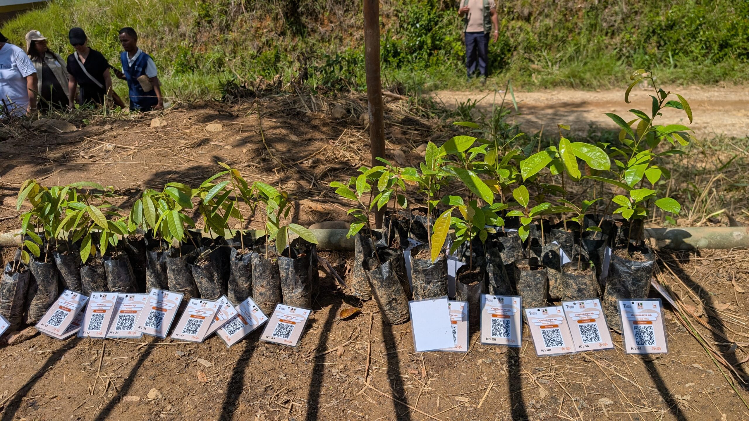 🌱 Madagascar lance l’initiative « 1 Touriste= 1 Arbre »